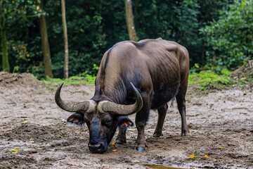 Pumba - animal running in the savannah with tail up. Beautiful simple AI generated image