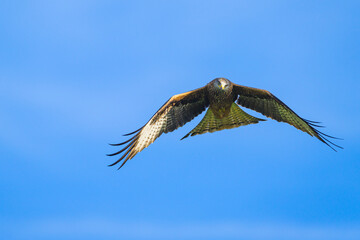 Red Kite, Milvus milvus, bird in flight
