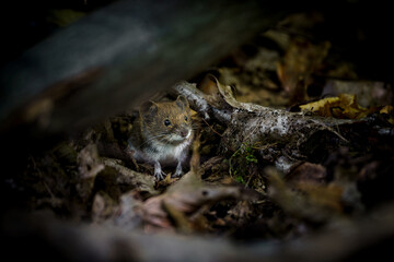 Eine kleine Maus sitzt im Herbstlaub. Mit wachsamen Augen beobachtet sie ihre Umgebung. Die Szene strahlt Naturverbundenheit und Ruhe aus. Das Bild wurde aus niedriger Perspektive aufgenommen.