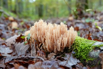 Des champignons clavaires sur du bois mort rempli de mousse sur le sol en forêt 
