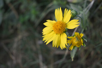 Golden Crownbeard (Also called Golden Crownbeard, Copen Daisy, golden crown beard) in the nature, Golden Crownbeard Flower closeup,Beautiful yellow flower closseup in nature Chakwal, Punjab, Pakistan