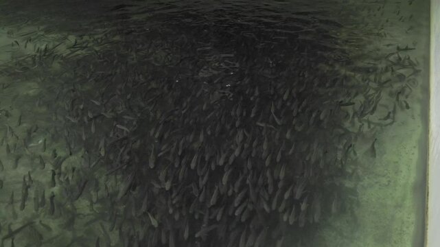 A flock of snakehead murrel fish swims in schools.fish farming and production in the tanks