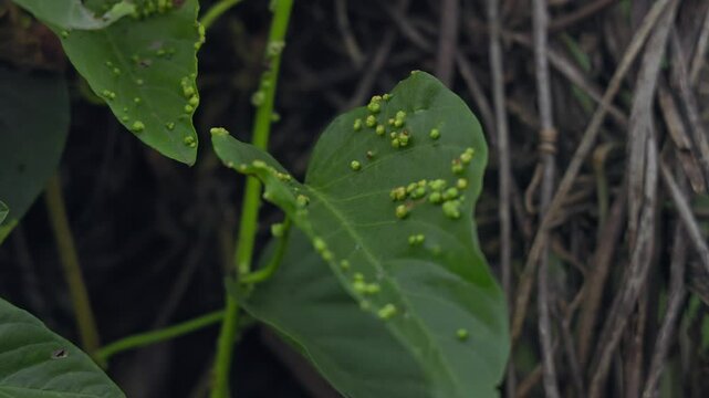 A close-up shot of Eriophyes mites or blister mites forming galls on leaves