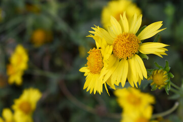 Golden Crownbeard (Also called Golden Crownbeard, Copen Daisy, golden crown beard) in the nature, Golden Crownbeard Flower closeup,Beautiful yellow flower closseup in nature Chakwal, Punjab, Pakistan