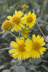 Golden Crownbeard (Also called Golden Crownbeard, Copen Daisy, golden crown beard) in the nature, Golden Crownbeard Flower closeup,Beautiful yellow flower closseup in nature Chakwal, Punjab, Pakistan