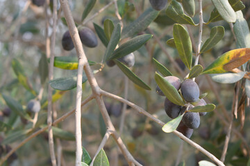 ripe black olives on tree closeup, Olive-tree branch with ripe black olives, olive tree plantation during harvest, ripe black olives on the tree with green leaves, olive tree Chakwal, Punjab, Pakistan
