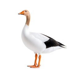 Obraz premium A stunning portrait of an elegant white goose showcasing its vibrant orange beak and feet. This image captures the beauty of wildlife in serene environments.