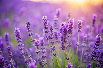 Naklejka premium A field of lavender flowers swaying gently in the breeze, lavender, summer, bloom, nature
