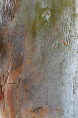 Eucalyptus tree bark texture, Bark of eucalyptus tree, seamless texture, a eucalyptus tree bark texture background image