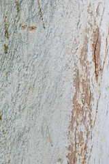 Eucalyptus tree bark texture, Bark of eucalyptus tree, seamless texture, a eucalyptus tree bark texture background image