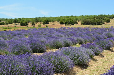 field of lavender