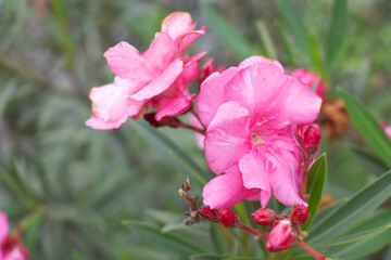 Nerium oleander in bloom, Pink siplicity bunch of flowers and green leaves on branches, Nerium...
