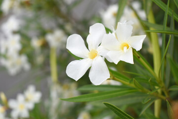 Nerium oleander in bloom, White siplicity bunch of flowers and green leaves on branches, Nerium...