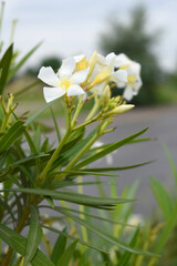Nerium oleander in bloom, White siplicity bunch of flowers and green leaves on branches, Nerium...