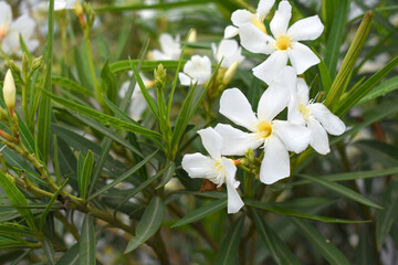 Nerium oleander in bloom, White siplicity bunch of flowers and green leaves on branches, Nerium...