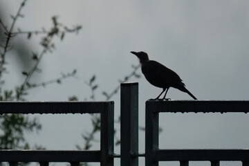 Silhouette of a Bird on a Fence