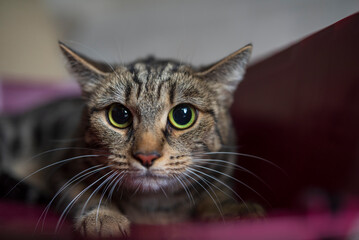 Portrait of a beautiful purebred scared cat in a carrier.