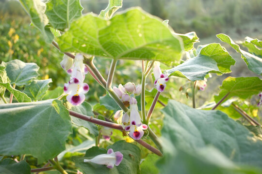Martynia annua L. (MARTYNIACEAE) Common name: Cat's claw, Tiger's claw, Iceplant, Devil's claw, white purple flowers, wild flower, Devils Claws flower, Tiger Claws flower, Chakwal, Punjab, Pakistan