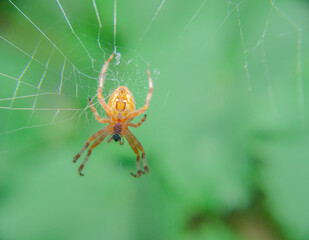Detailed Spider hanging on its web