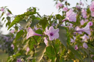 Ipomoea carnea, Ipomoea carnea, the pink morning glory is a species of morning glory that grows as a bush, A close view of Ipomoea carnea flower in nature, Chakwal, Punjab, Pakistan