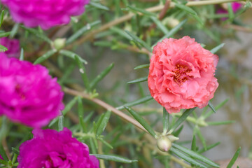Obraz premium Portulaca grandiflora or moss rose purslane flower closeup, Closeup pink moss rose purslane (portulaca grandiflora) flowers in garden tropical, delicate dreamy of beauty of nature with green leaves