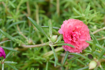 Portulaca grandiflora or moss rose purslane flower closeup, Closeup pink moss rose purslane (portulaca grandiflora) flowers in garden tropical, delicate dreamy of beauty of nature with green leaves