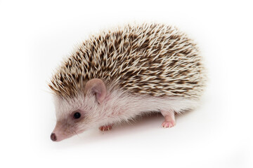 Little cute hedgehog on white background.