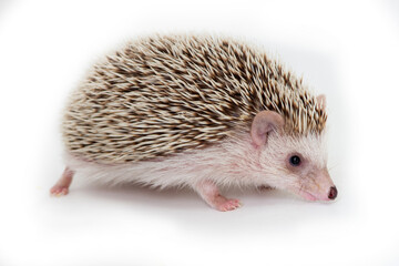 Little hedgehog on white background.