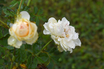 Beautiful White rose flower closeup in garden, A very beautiful rose flower bloomed on the rose tree, Rose flower, bloom flowers, Natural spring flower,  Nature