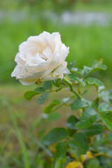 Obraz premium Beautiful White rose flower closeup in garden, A very beautiful rose flower bloomed on the rose tree, Rose flower, bloom flowers, Natural spring flower, Nature