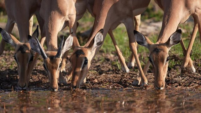 Impala or rooibok (Aepyceros melampus) is a medium-sized antelope found in eastern and southern Africa. Herd of antelope drinking water in the Chobe river, Botswana. Drought stricken southern Africa