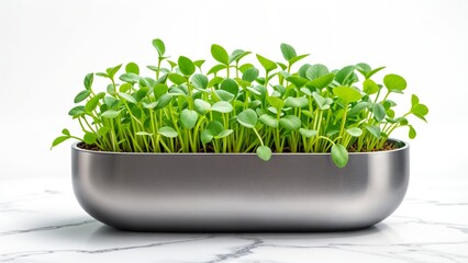 Fototapeta premium A microgreen in a transparent container on a white background. Growing greens for a healthy diet