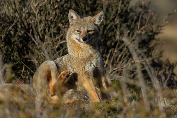 Patagonia Grey Fox, Pseudalopex griseus, Torres del Paine National Park, Chile