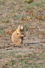 Small prairie dog is sitting on the ground