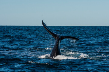 Sohutern right whale tail lobtailing, endangered species, Patagonia,Argentina