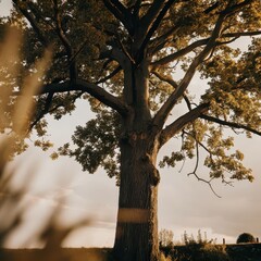 Fototapeta premium Majestic oak tree standing tall against a golden sunset in a tranquil rural landscape, evoking a serene sense of nature's beauty. Generative AI
