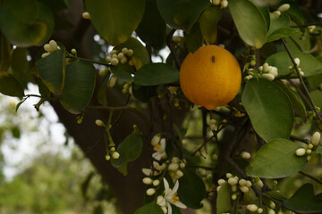 ripe oranges on tree, close-up of a beautiful orange tree with orange, fruit hanging on a tree, Close-up of ripe oranges hanging on a tree in an orange plantation garden, Chakwal, Punjab, Pakistan