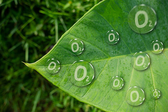 O2 Oxygen molecule bubbles. the concept of leaves releasing oxygen and water.