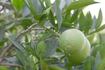 unripe green oranges on tree, close-up of a beautiful orange tree with green oranges, fruit hanging on a tree, Close-up of unripe oranges hanging on a tree, Chakwal, Punjab, Pakistan