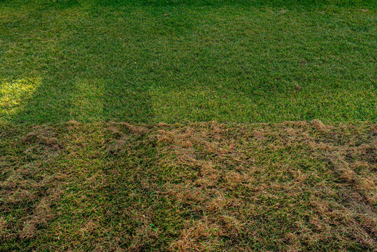 Scarifying the lawn before the winter season using an electric scarifier.