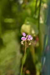 Cape sundew flowers