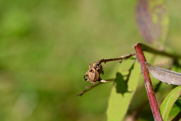 Creeping bellflower seed pod