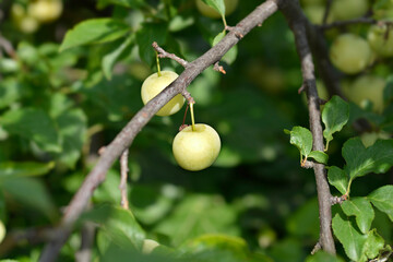 Cherry Plum branch with fruit