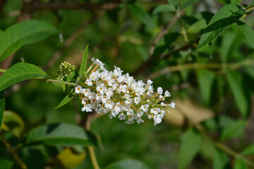 Summer lilac white flowers