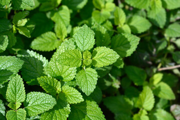 Lemon balm leaves