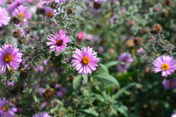 New England aster Barrs Pink flowers