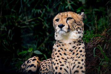 closeup of beautiful cheetah (Acinonyx jubatus)