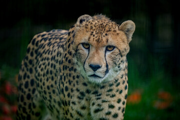 closeup of beautiful cheetah (Acinonyx jubatus)