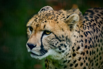 closeup of beautiful cheetah (Acinonyx jubatus)