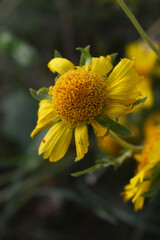 Golden Crownbeard (Also called Golden Crownbeard, Copen Daisy, golden crown beard) in the nature, Golden Crownbeard Flower closeup,Beautiful yellow flower closseup in nature Chakwal, Punjab, Pakistan